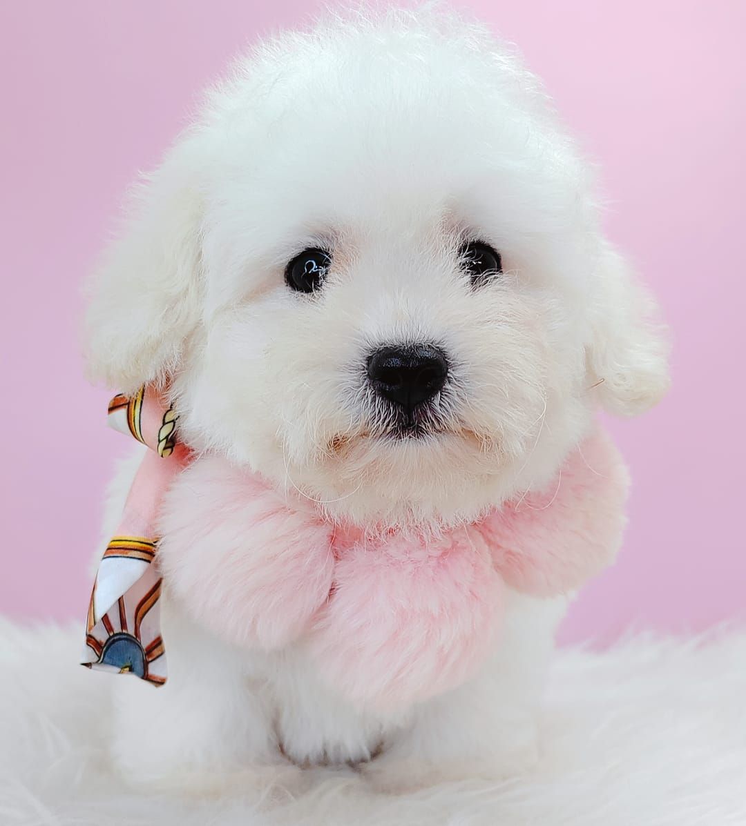 Bichon Frise 比熊