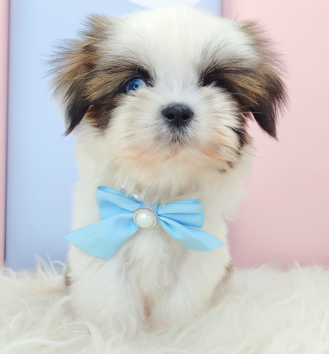 Shih Tzu 西施