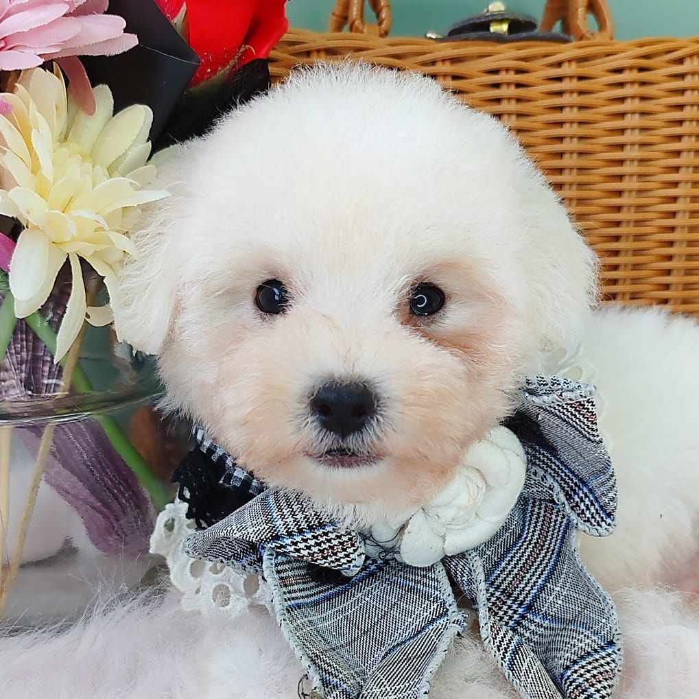 Poodle 娉拌开璐靛