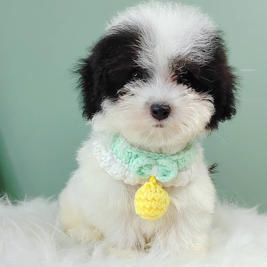 Poodle 娉拌开璐靛