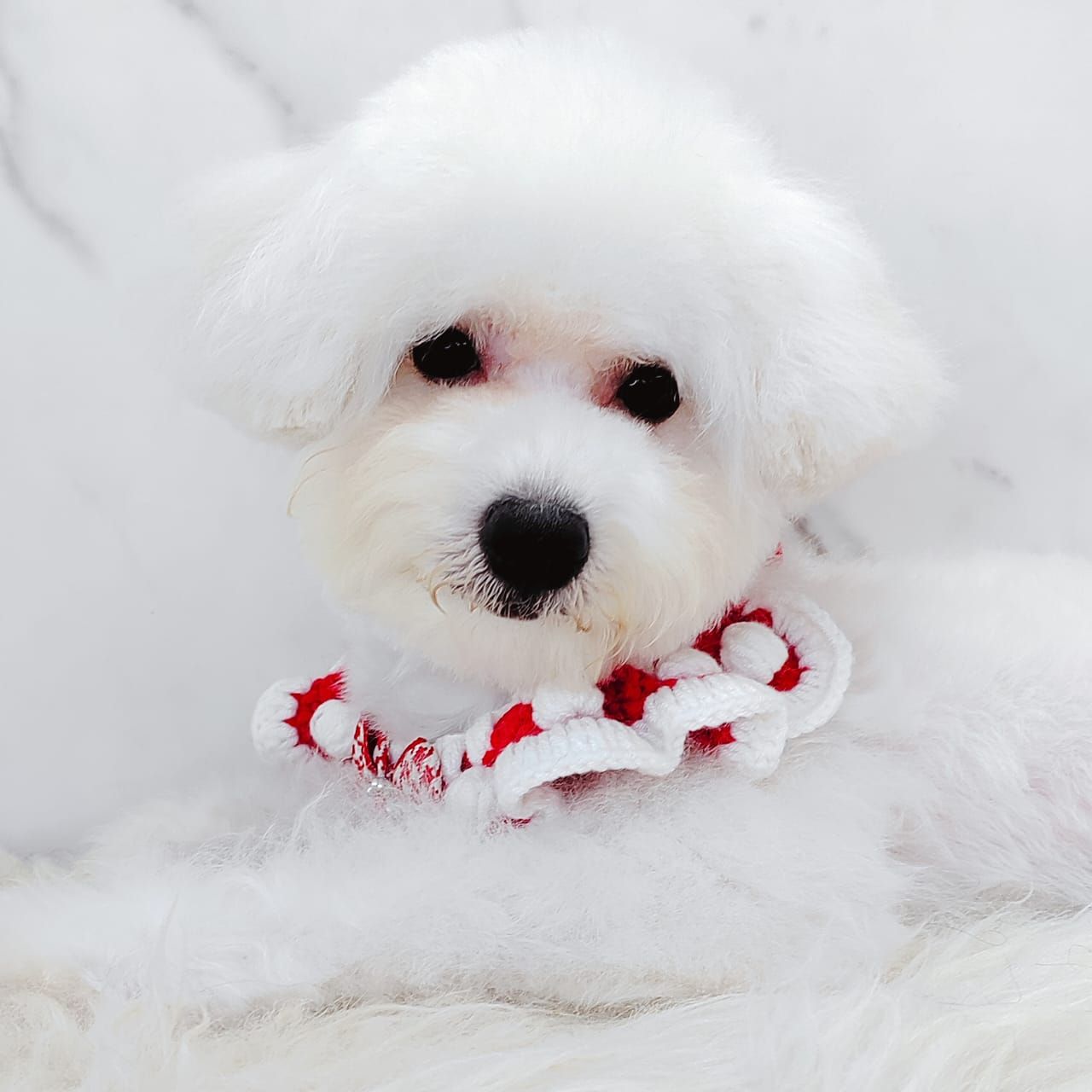 Bichon 比熊