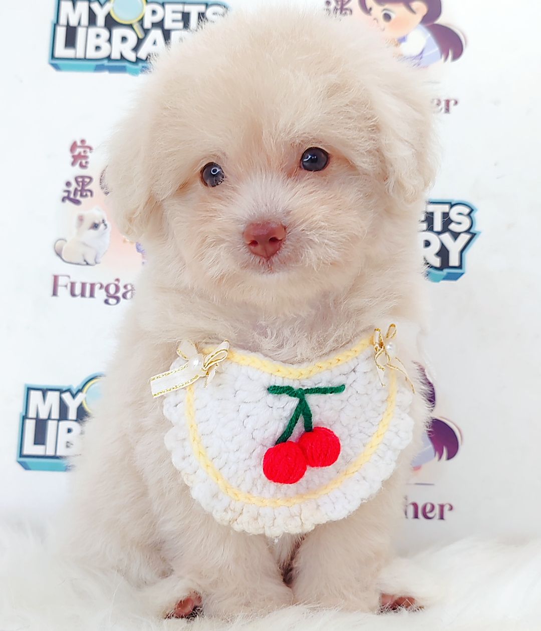 Maltipoo 马尔泰迪