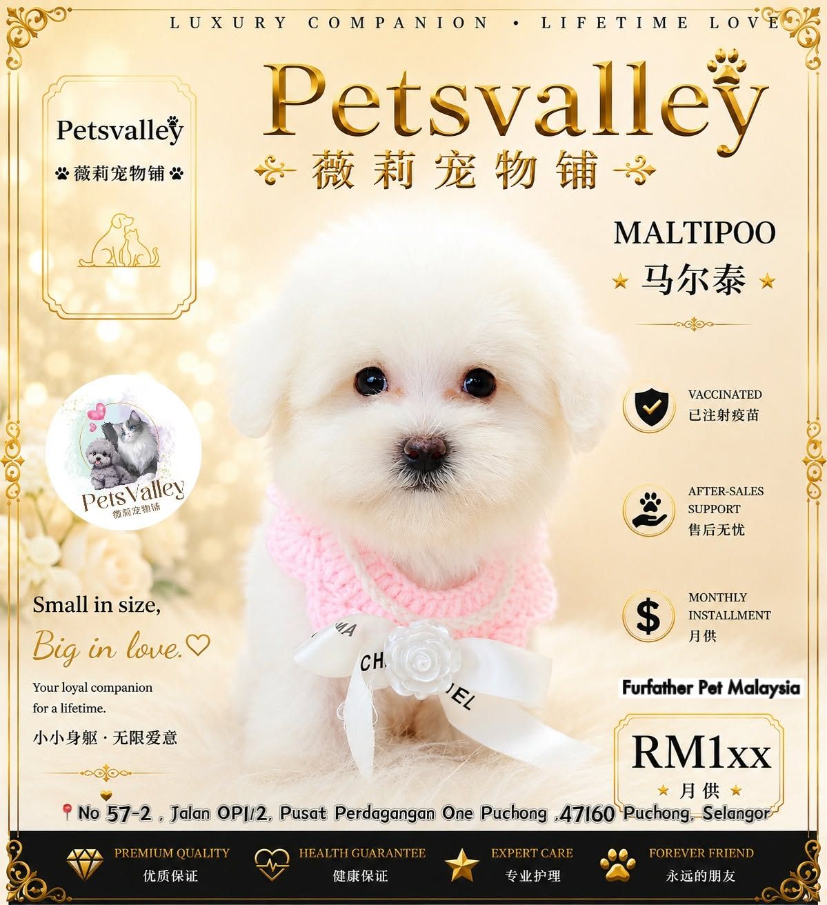 Maltipoo 马尔泰迪