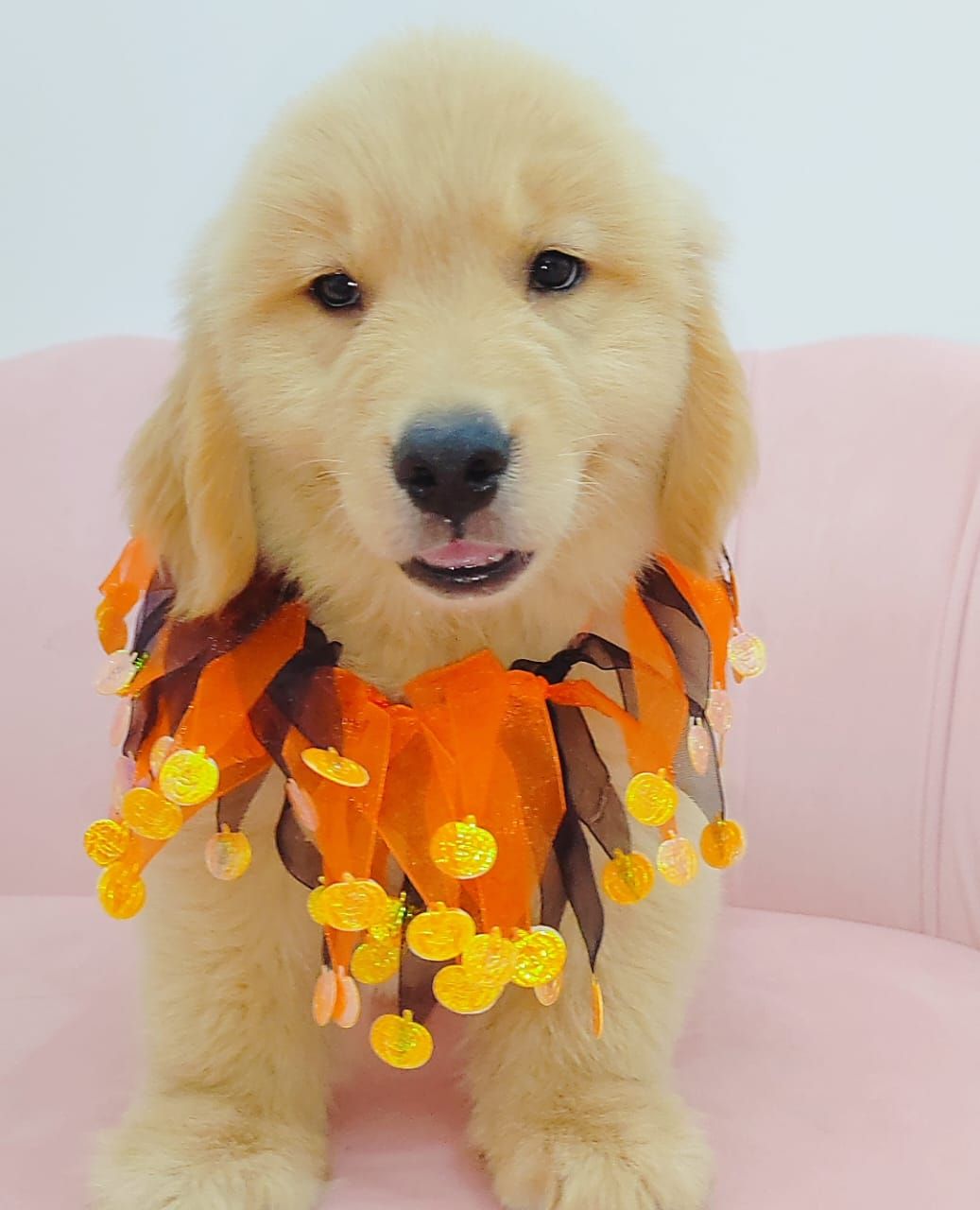 Golden Retriever 黄金猎犬