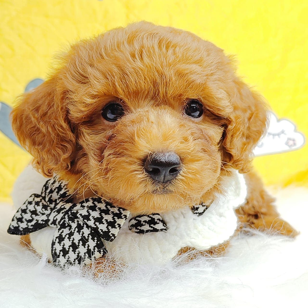 Poodle 娉拌开璐靛