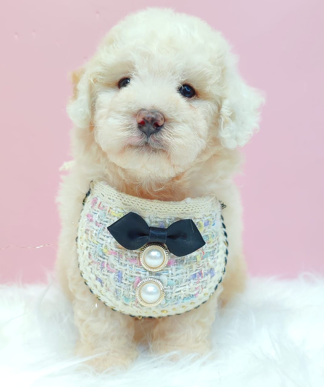 Poodle 娉拌开璐靛