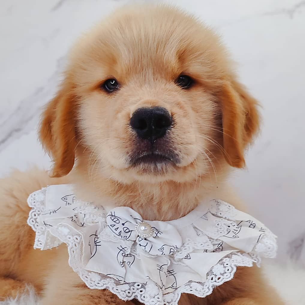 Golden Retriever 黄金猎犬
