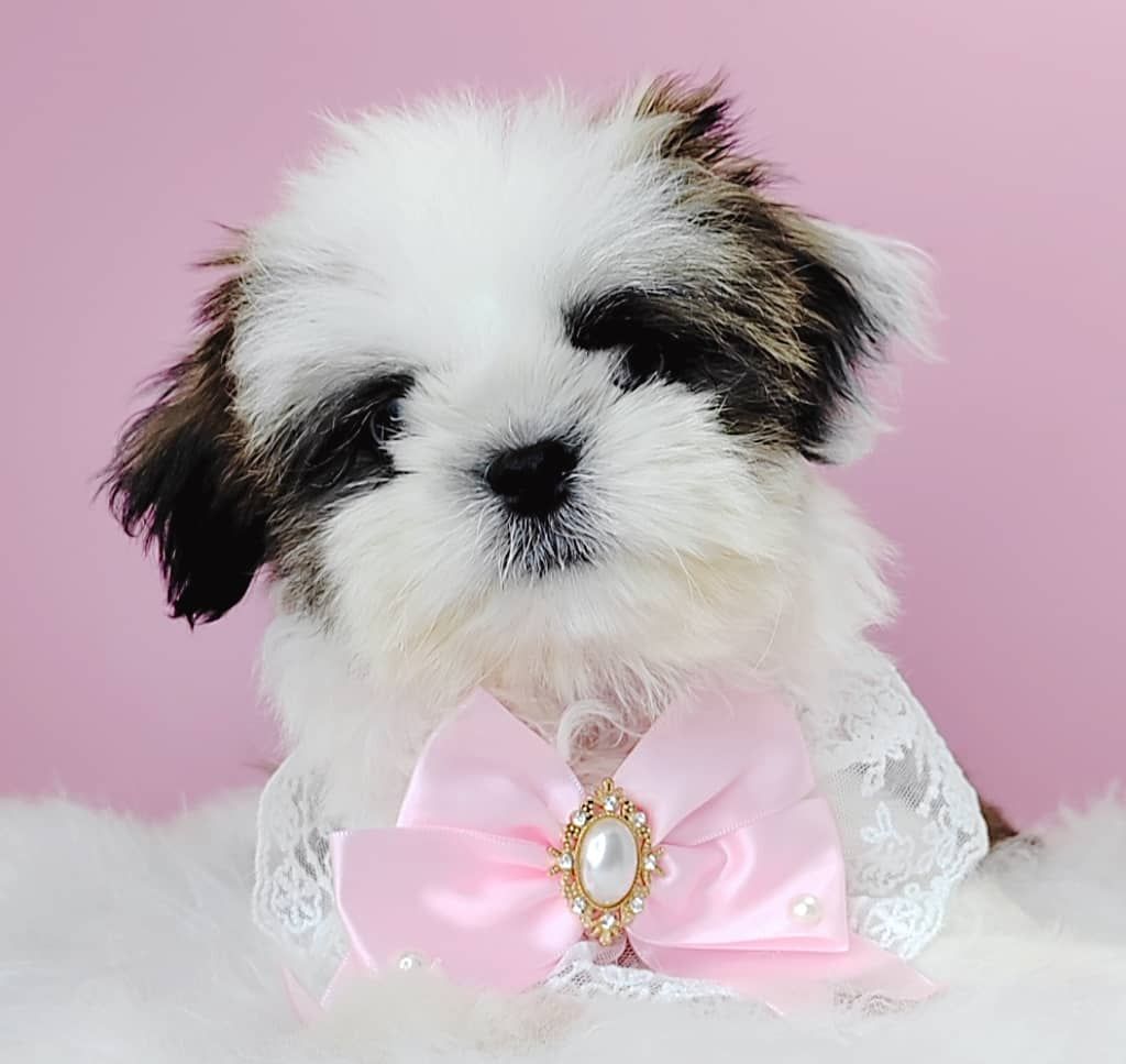 Shih Tzu 西施