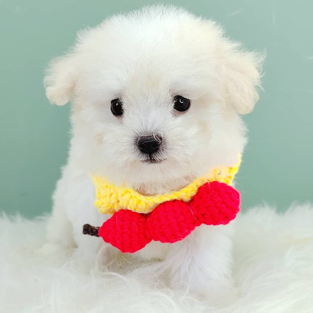 Maltipoo 马尔泰迪