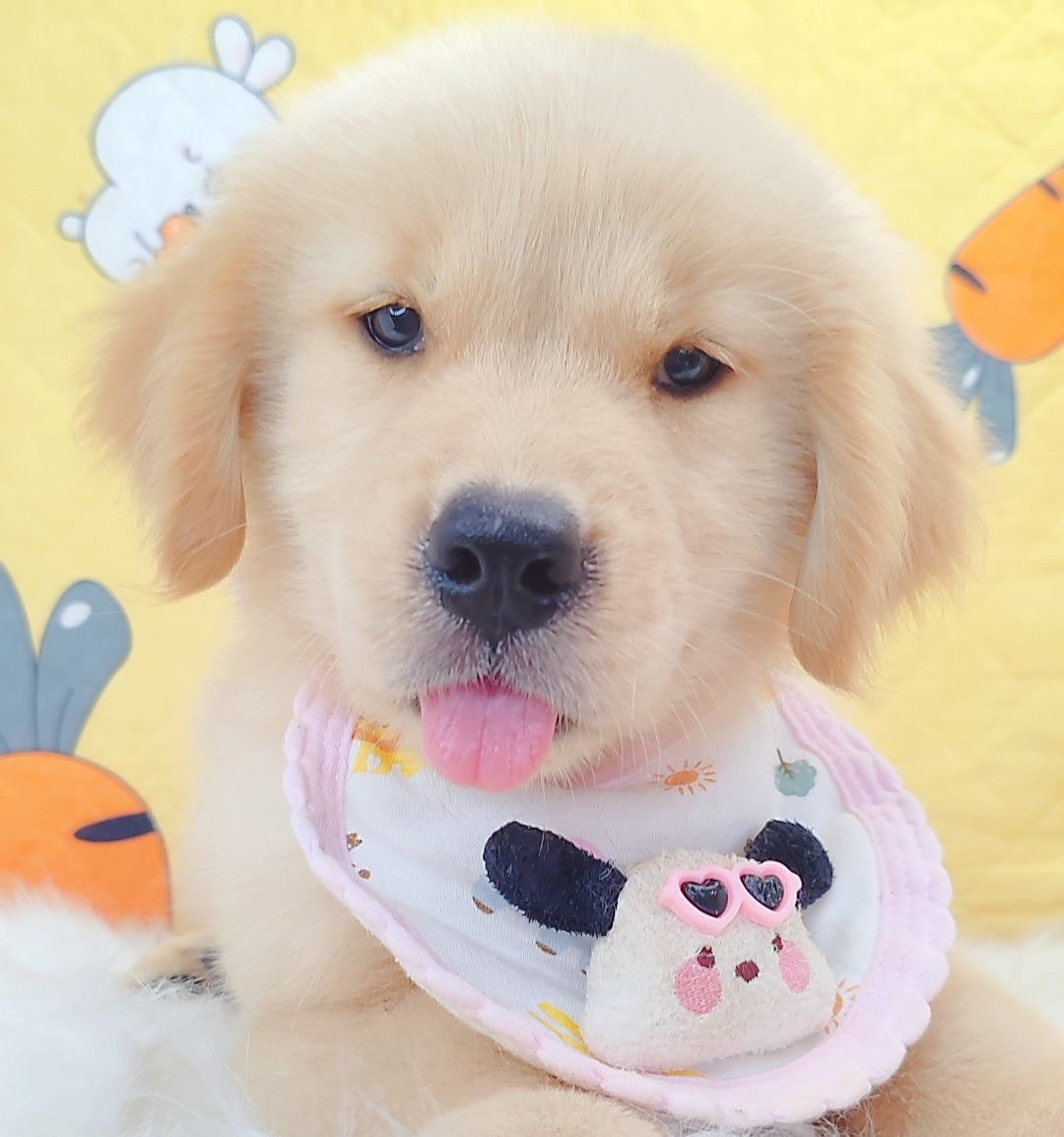 Golden Retriever 黄金猎犬