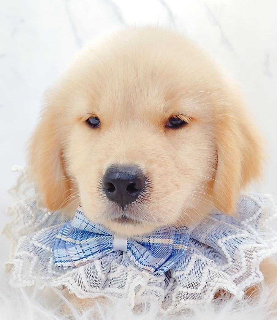 Golden Retriever 黄金猎犬