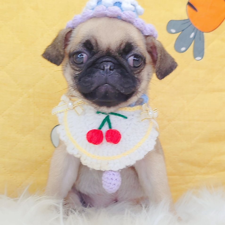 Pug 巴哥