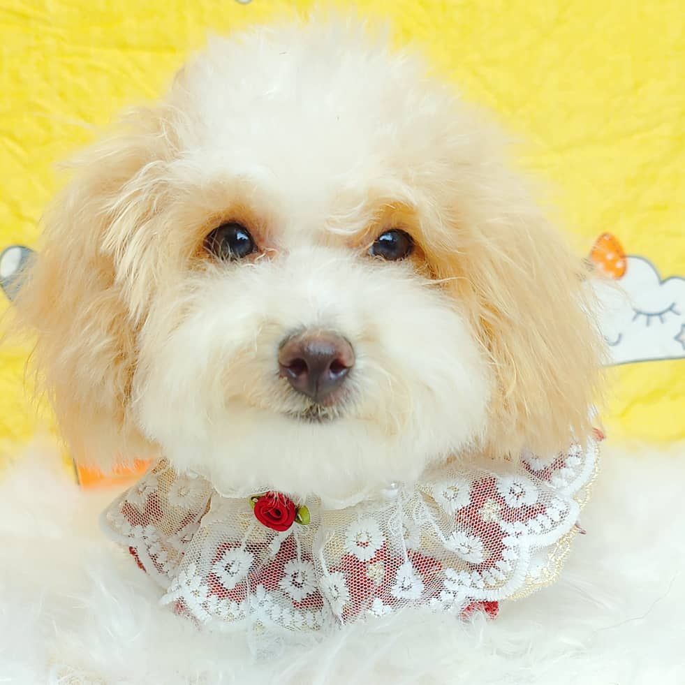 Maltipoo 马尔泰迪
