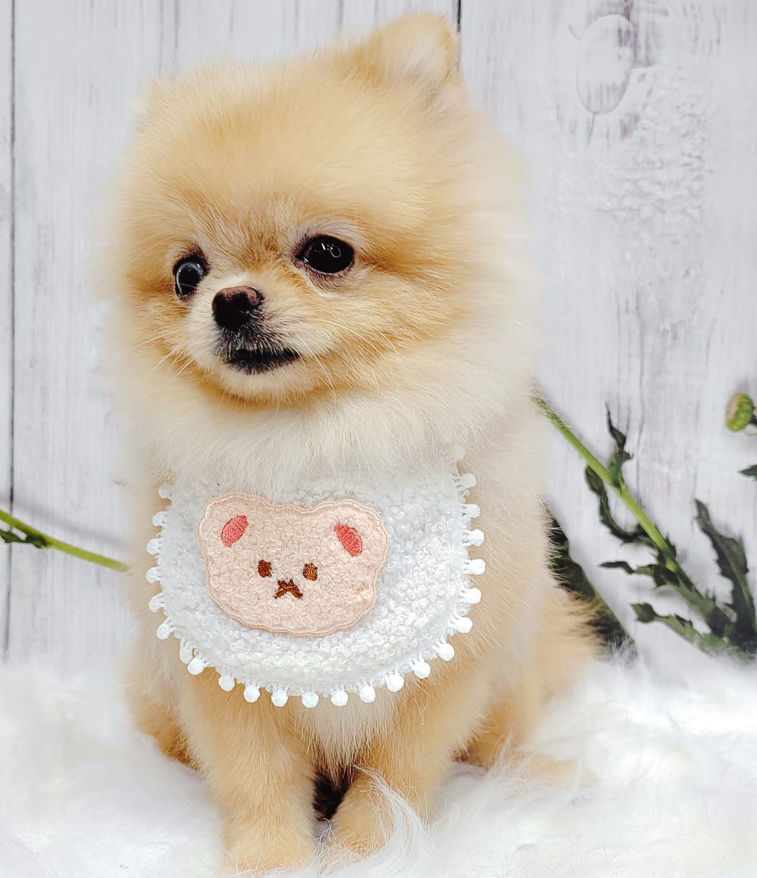 Pomeranian 博美