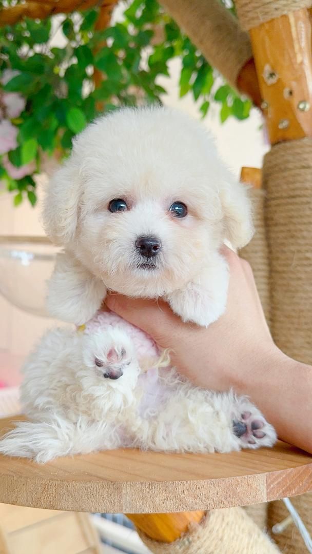 Poodle 娉拌开璐靛