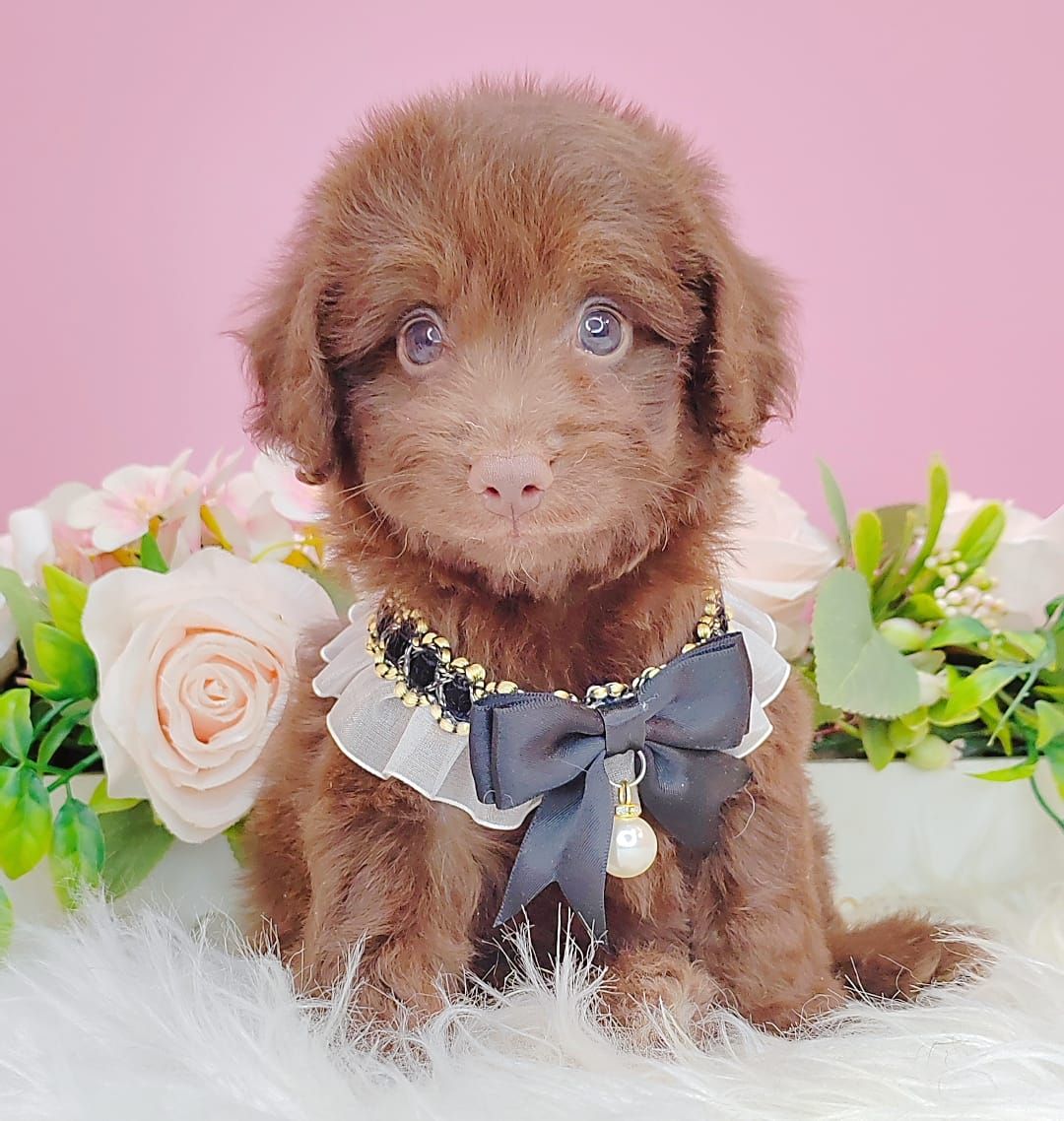 Poodle 娉拌开璐靛