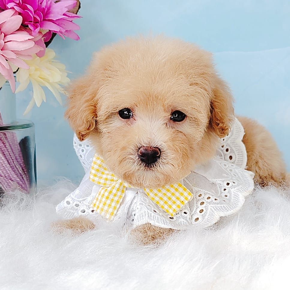 Poodle 娉拌开璐靛