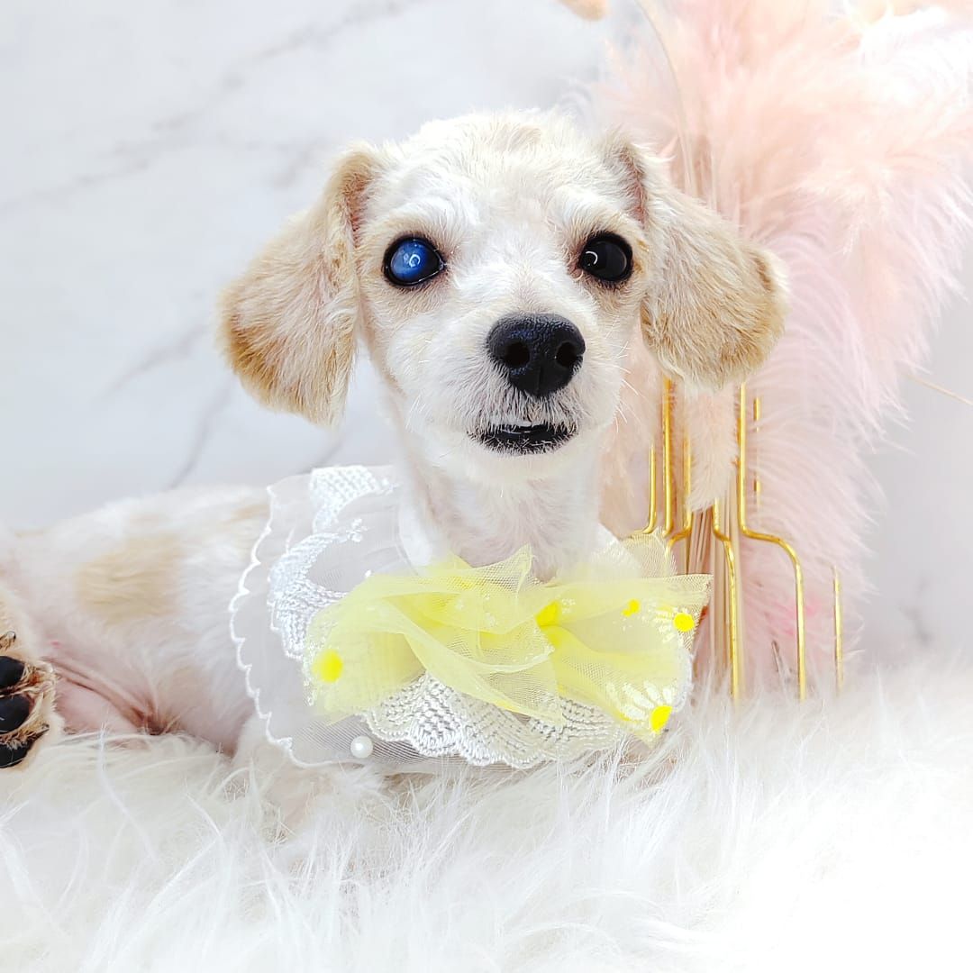Poodle 娉拌开璐靛