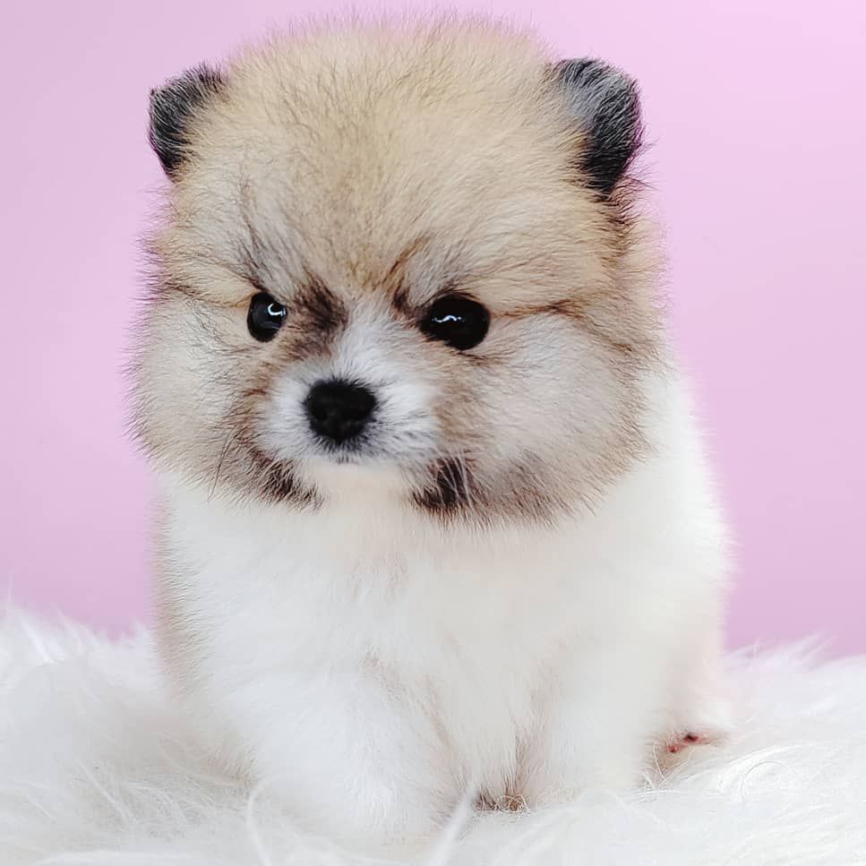 Pomeranian 博美