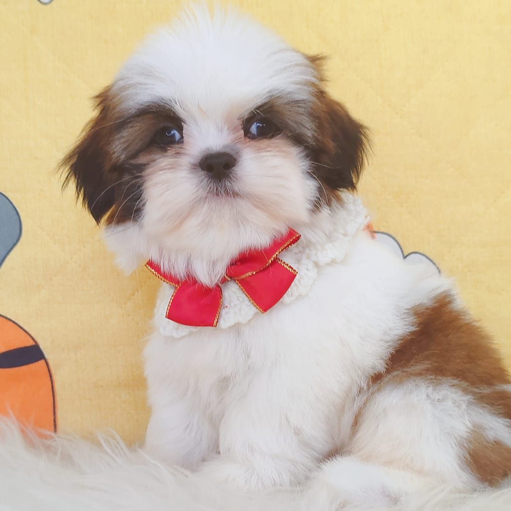 Shih Tzu 西施
