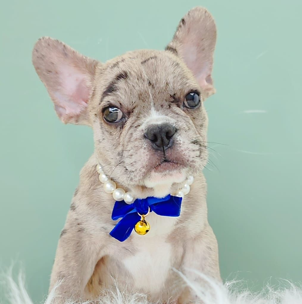 French Bulldog 法斗