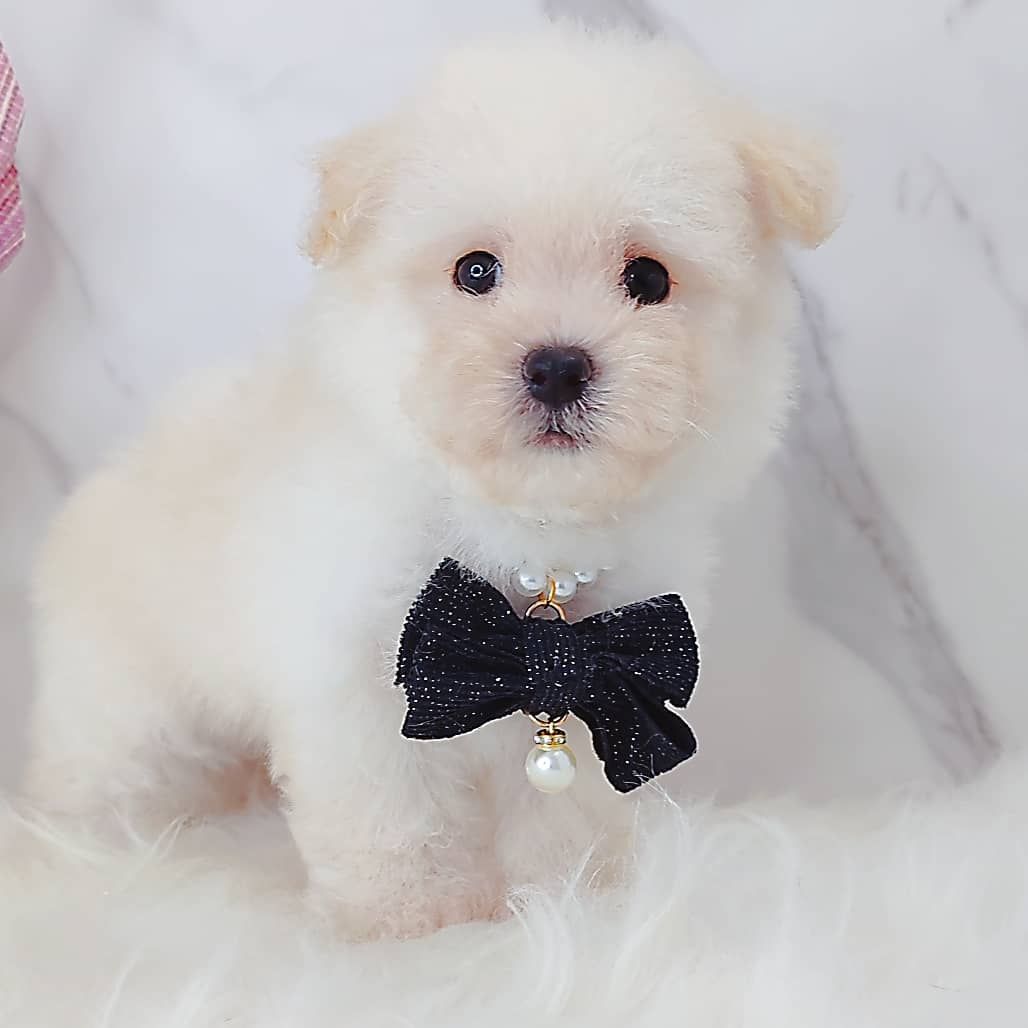 Maltipoo 马尔泰迪
