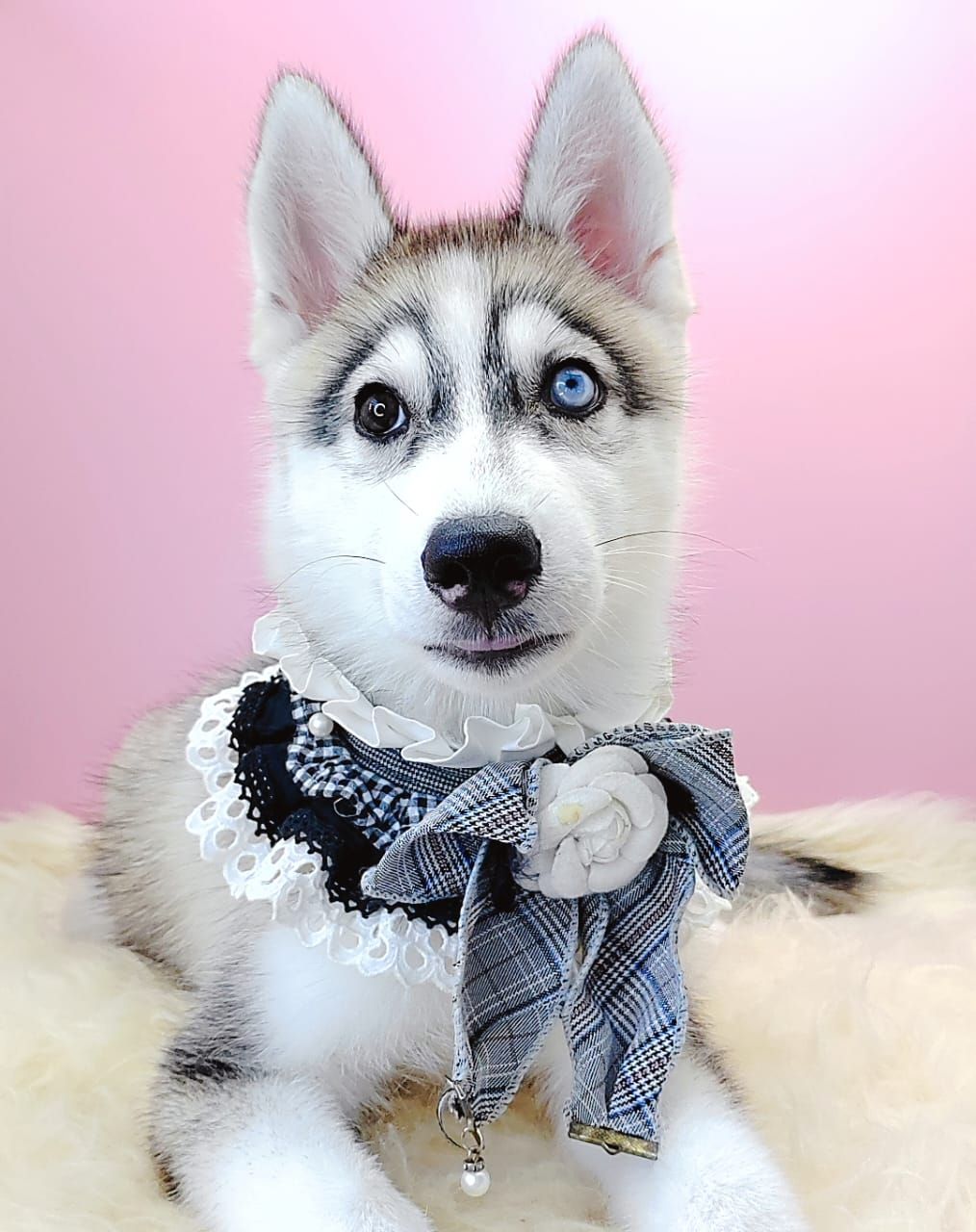Alaskan Husky 阿拉斯加哈士奇
