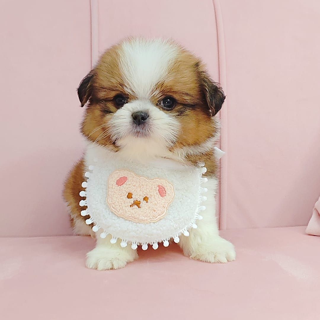 Shih Tzu 西施