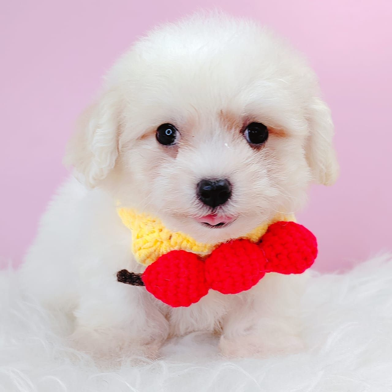 Bichonpoo 泰迪熊