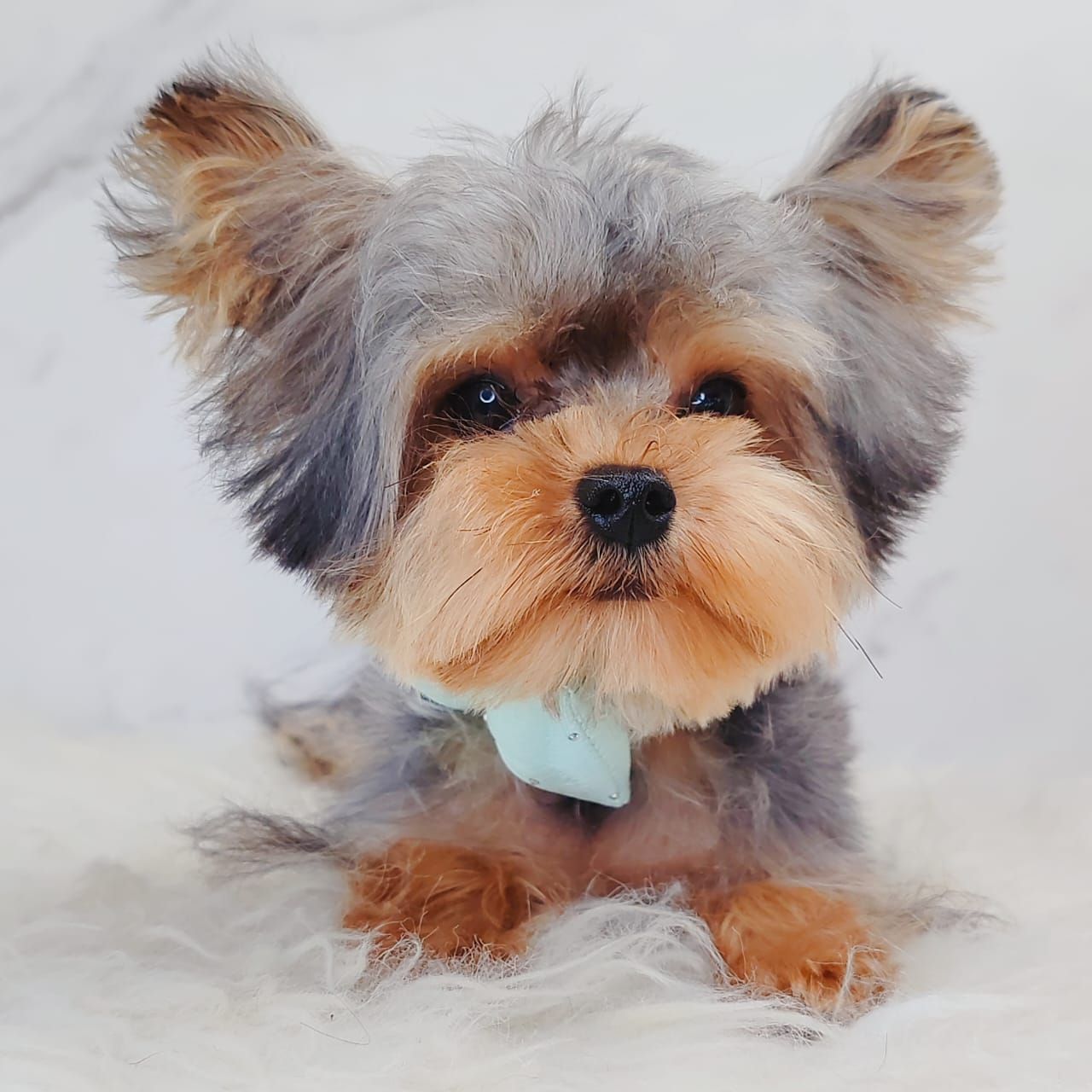 Yorkshire Terrier (Yorkie) 约克夏