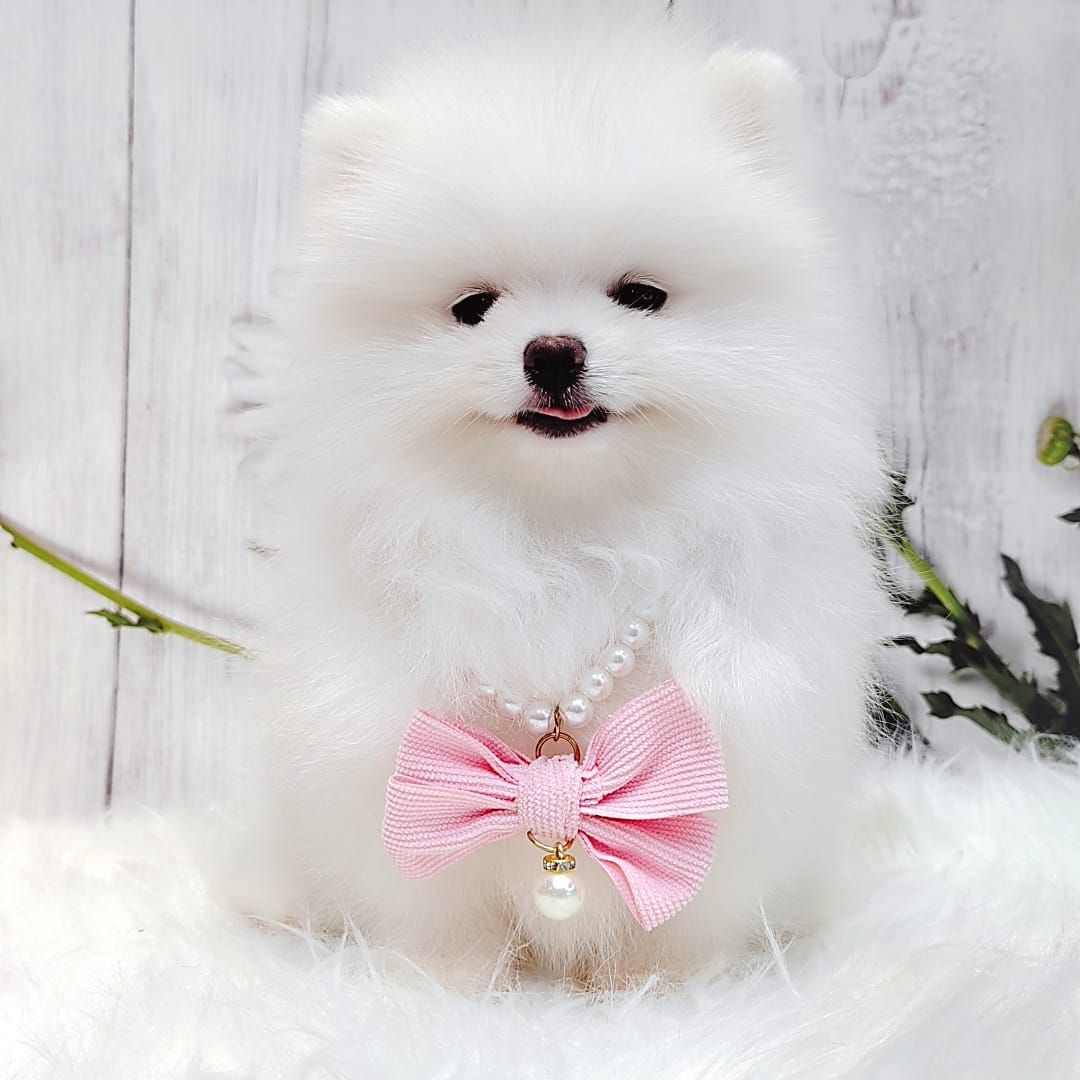 Pomeranian 博美