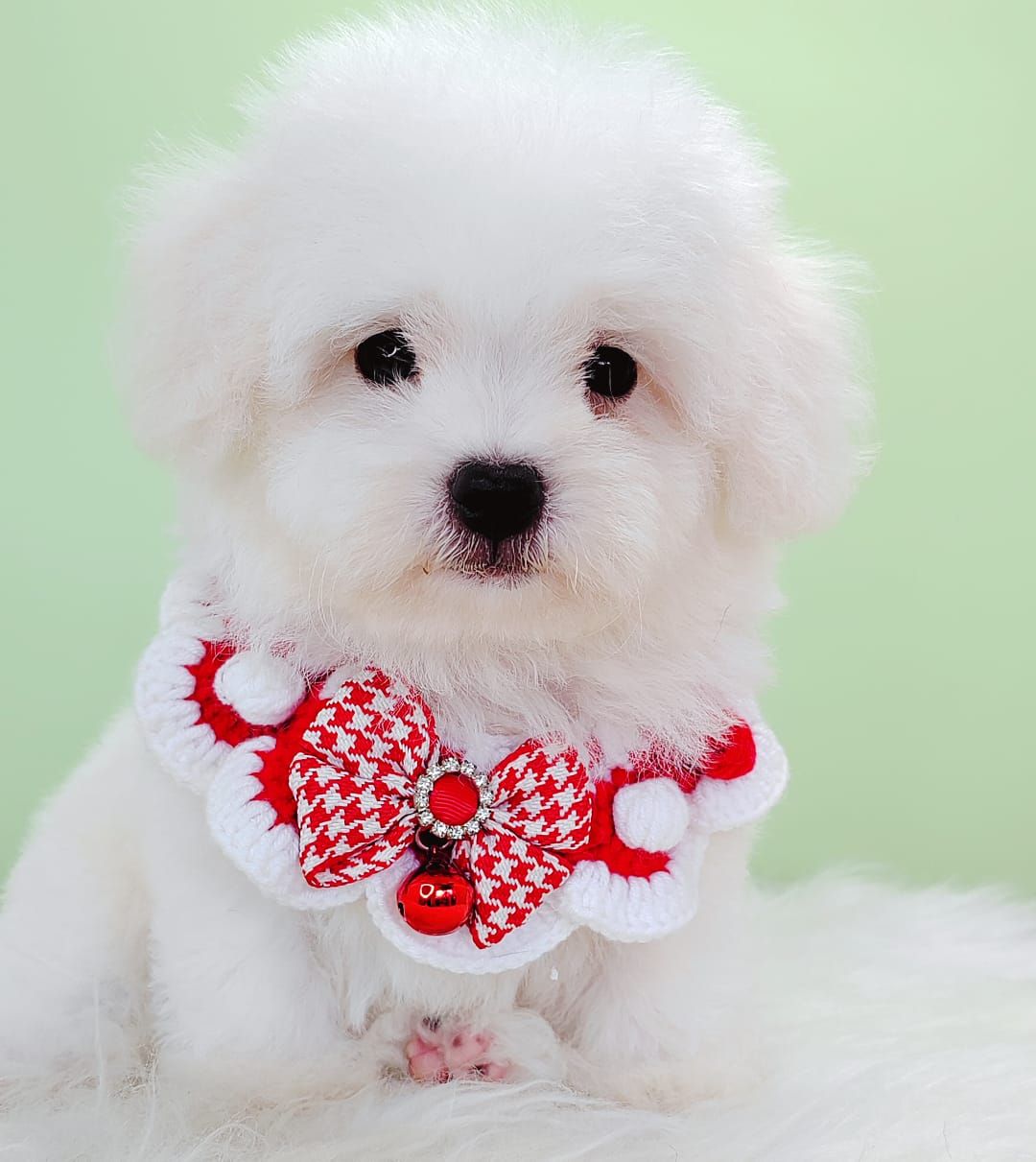 Bichon Frise 比熊