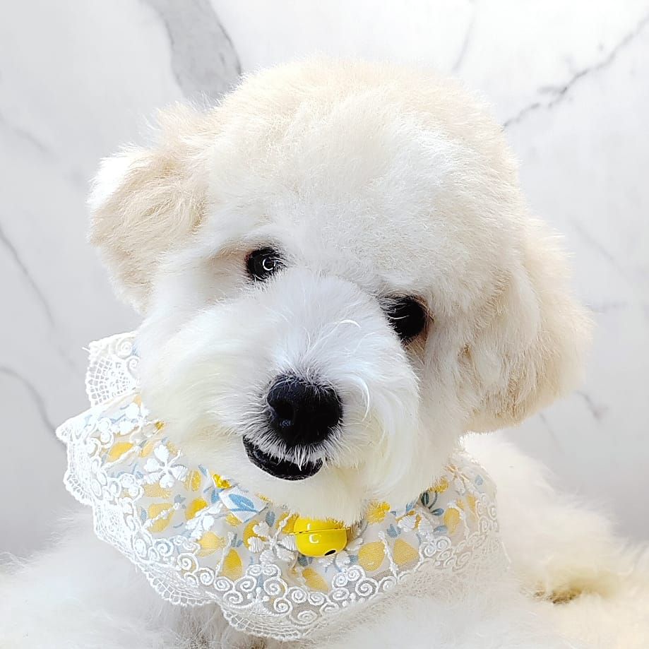 Maltipoo 马尔泰迪