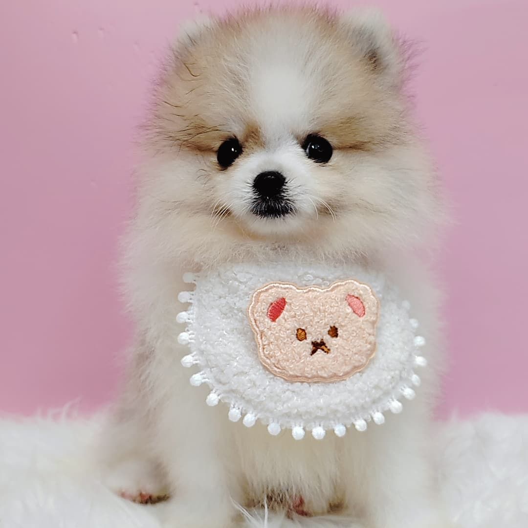 Pomeranian 博美
