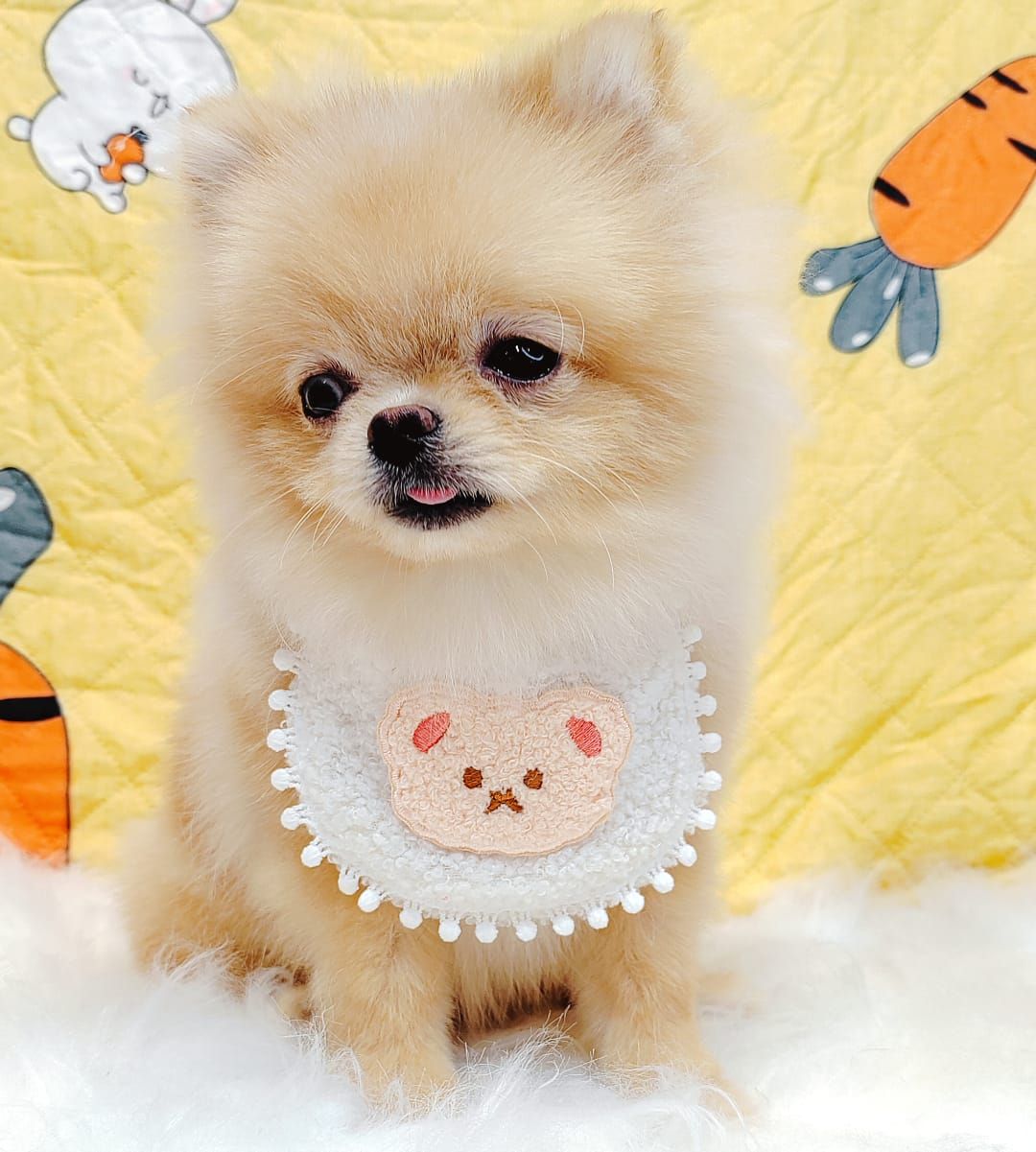 Pomeranian 博美