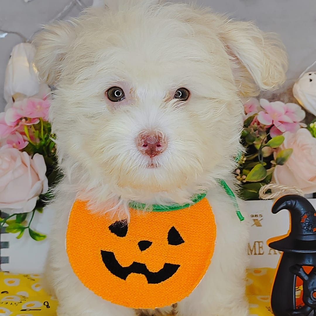 Maltipoo 马尔泰迪