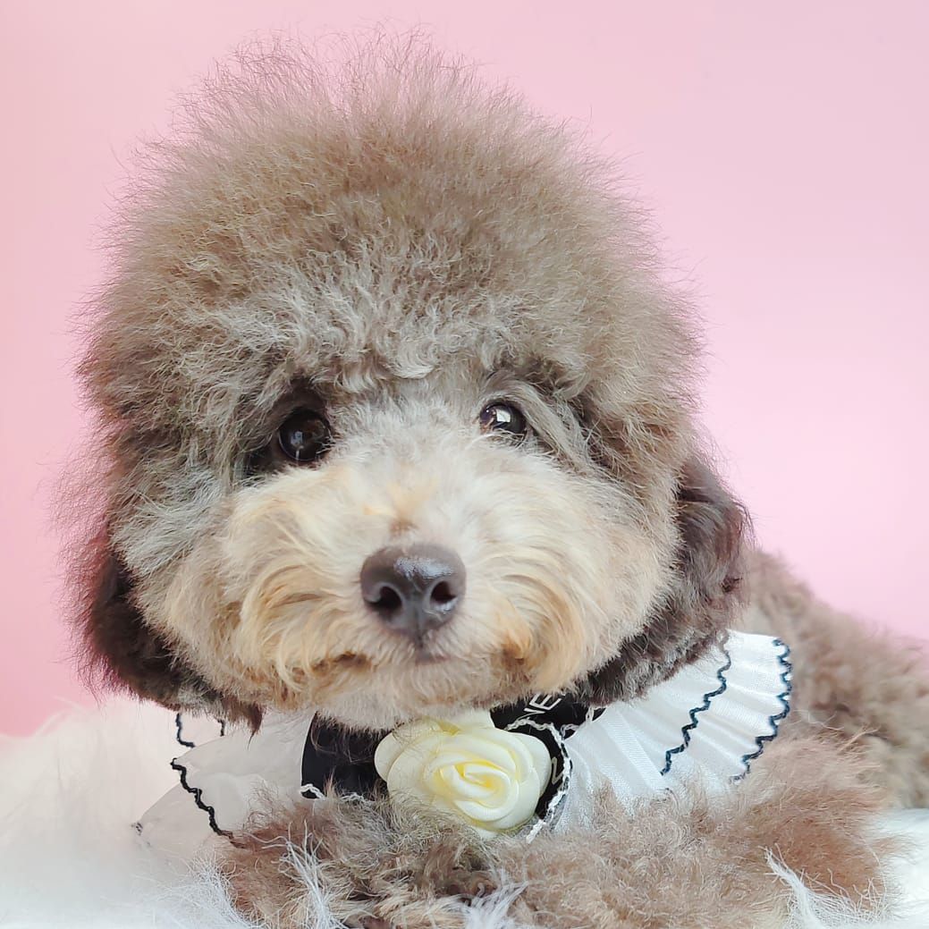 Poodle 娉拌开璐靛