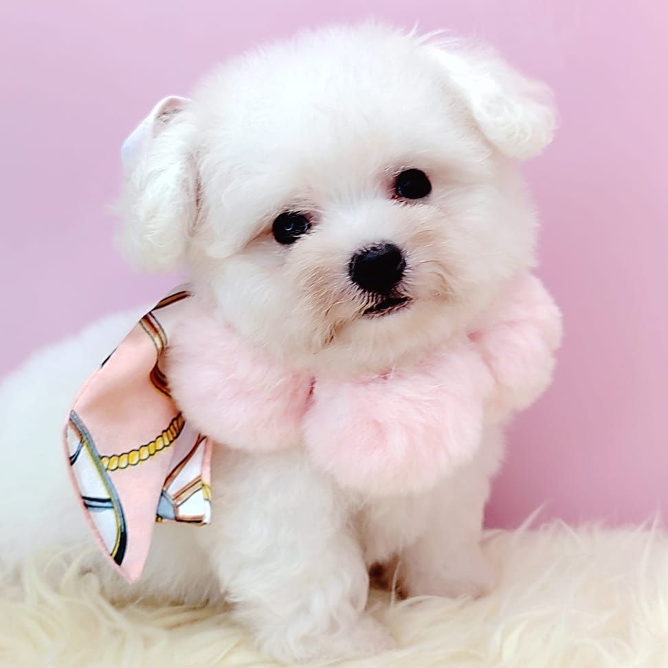 Poodle 娉拌开璐靛