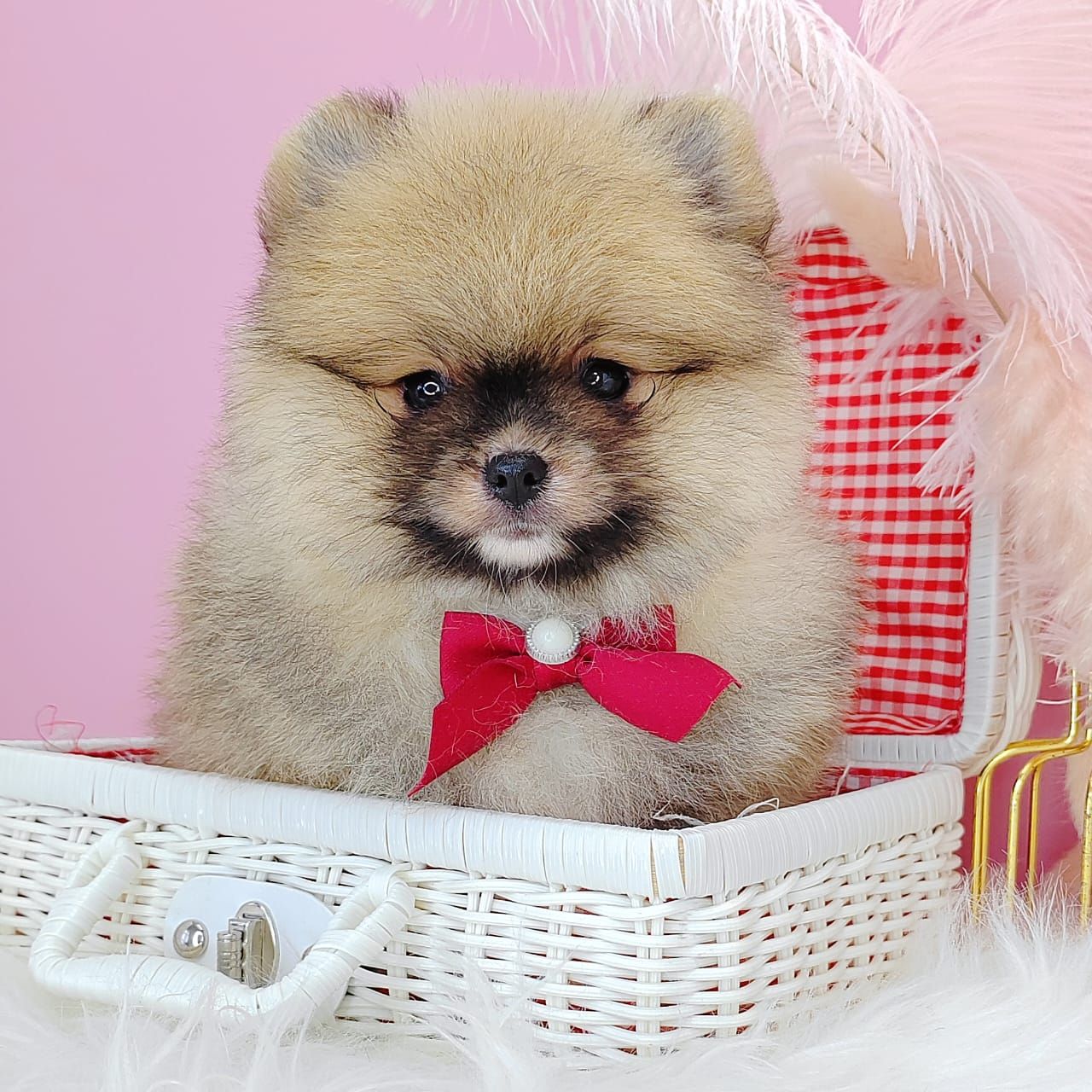 Pomeranian 博美