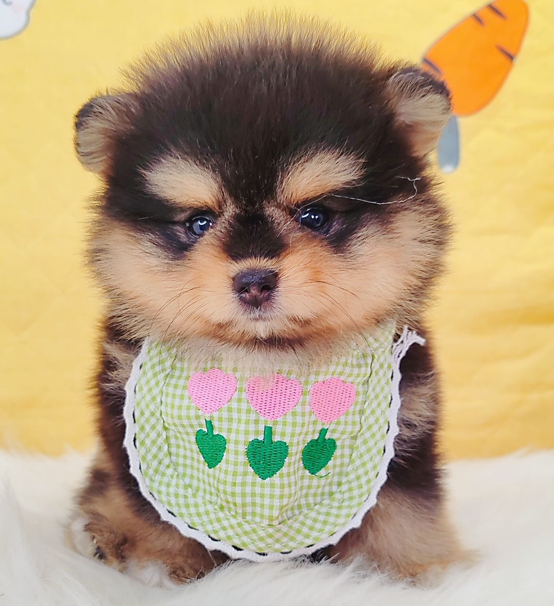 Pomeranian 博美