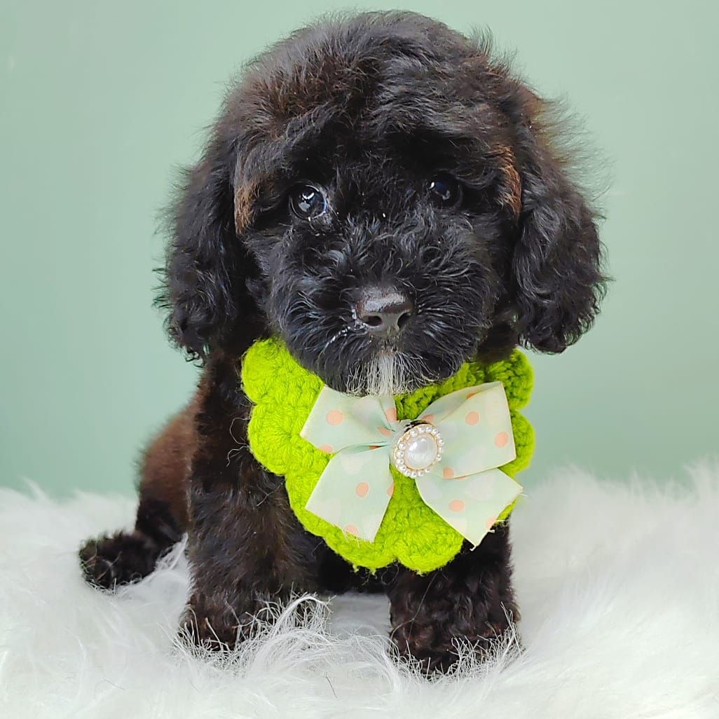 Poodle 娉拌开璐靛