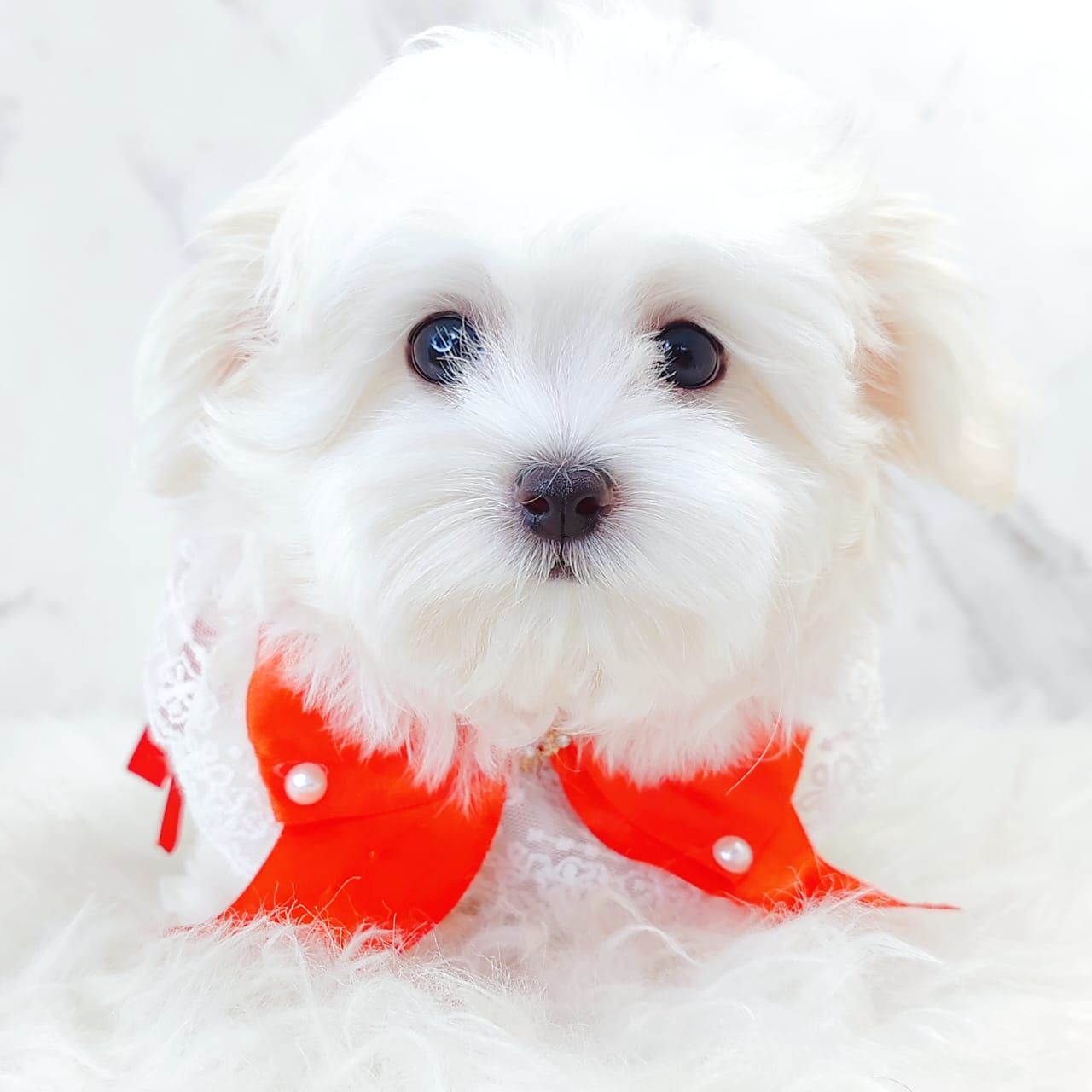 Maltese 马尔济斯