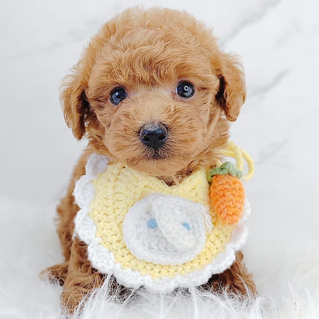 Poodle 娉拌开璐靛