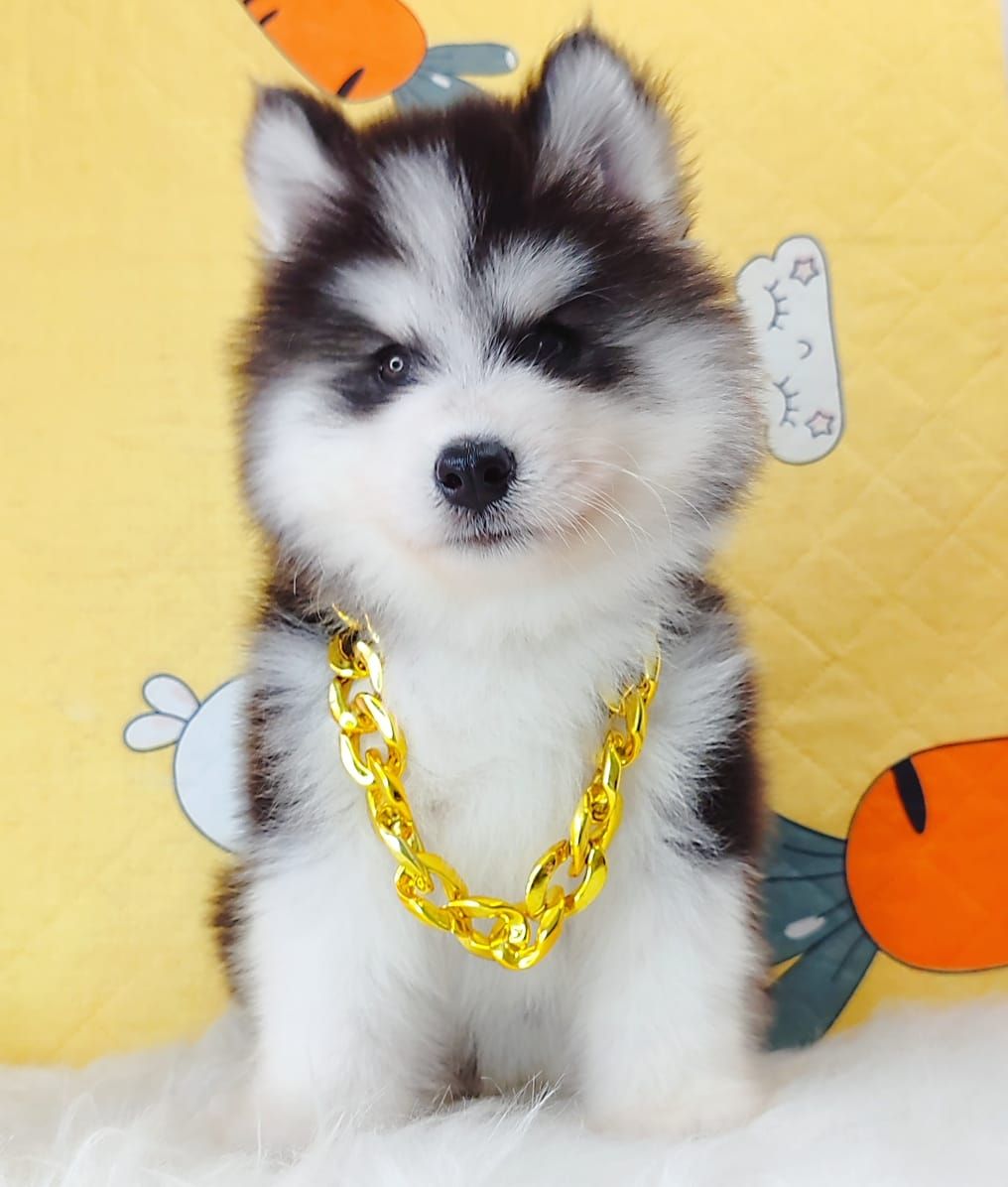 Wooly Husky 哈士奇