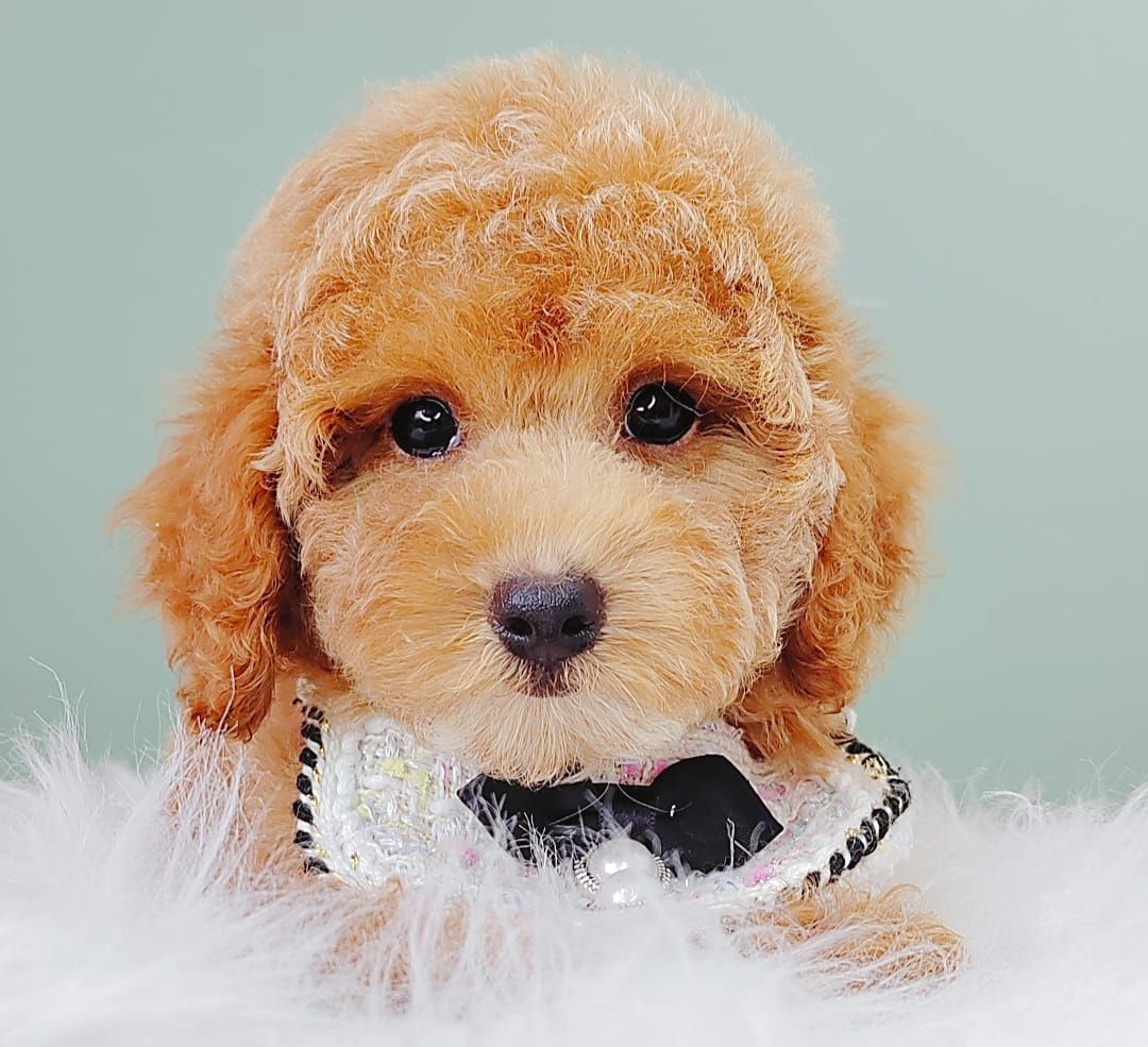 Poodle 娉拌开璐靛