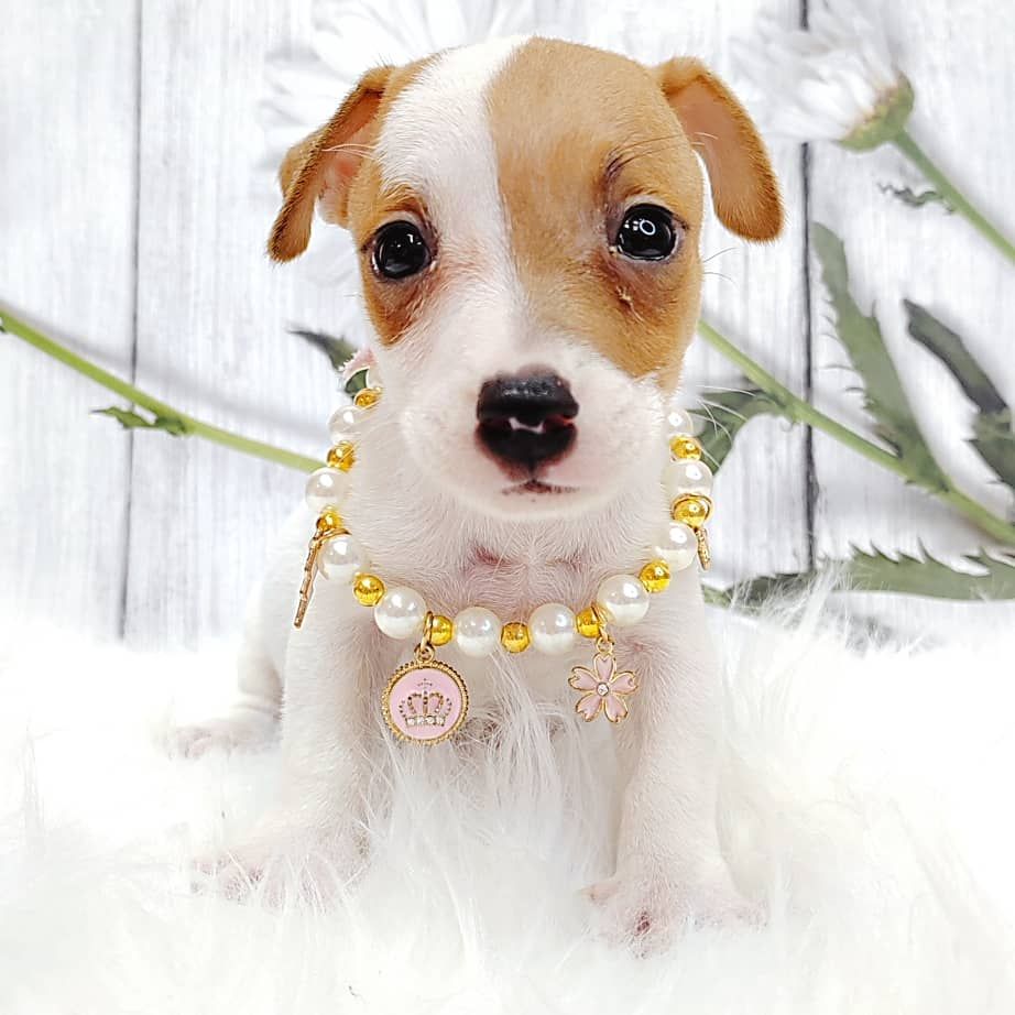 Jack Russell Terrier 杰克罗素梗