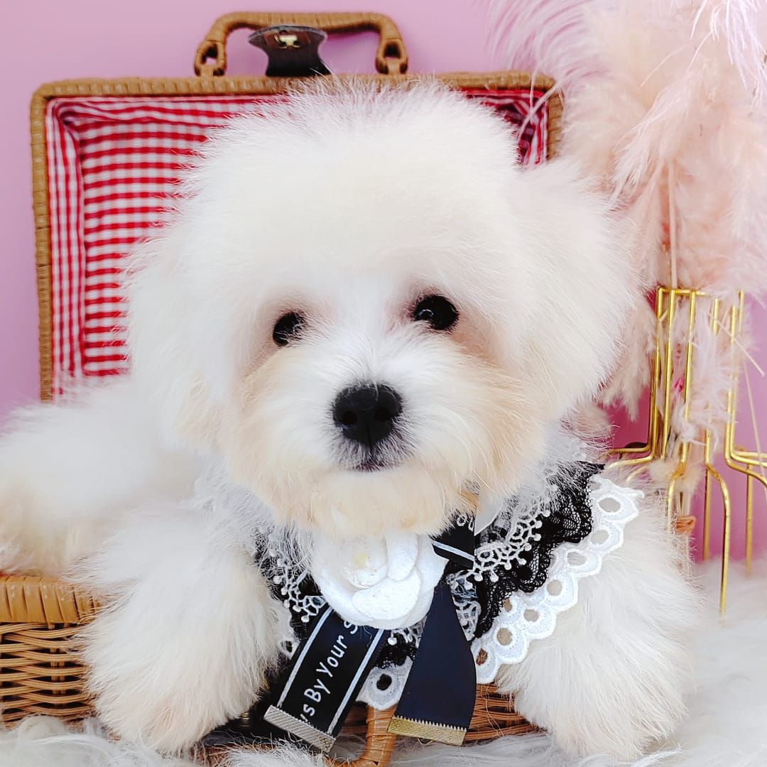 Maltipoo 马尔泰迪