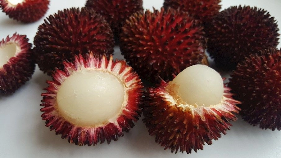 PULASAN