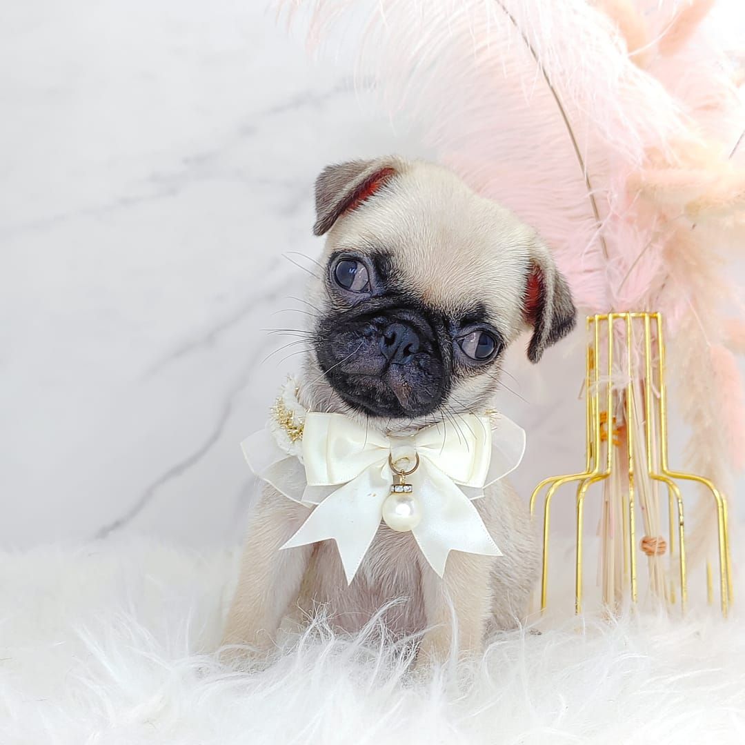 Pug 巴哥