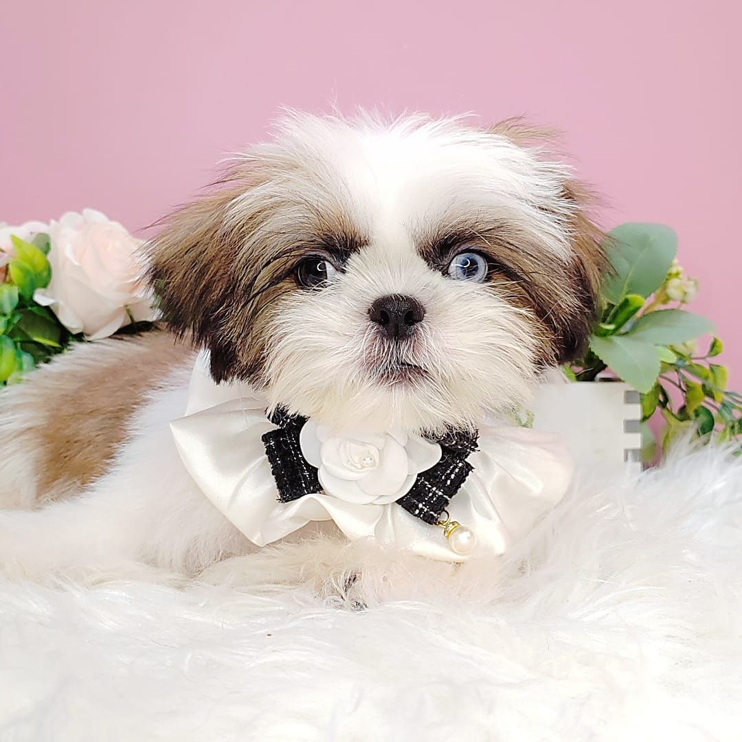 Shih Tzu 西施